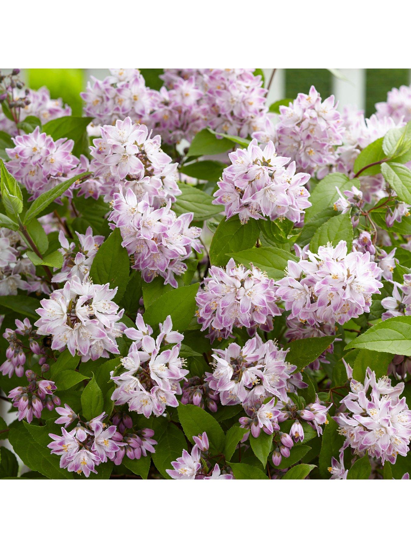 Deutzia hybrida 'Rasberry Sundae' 3L | Very.co.uk