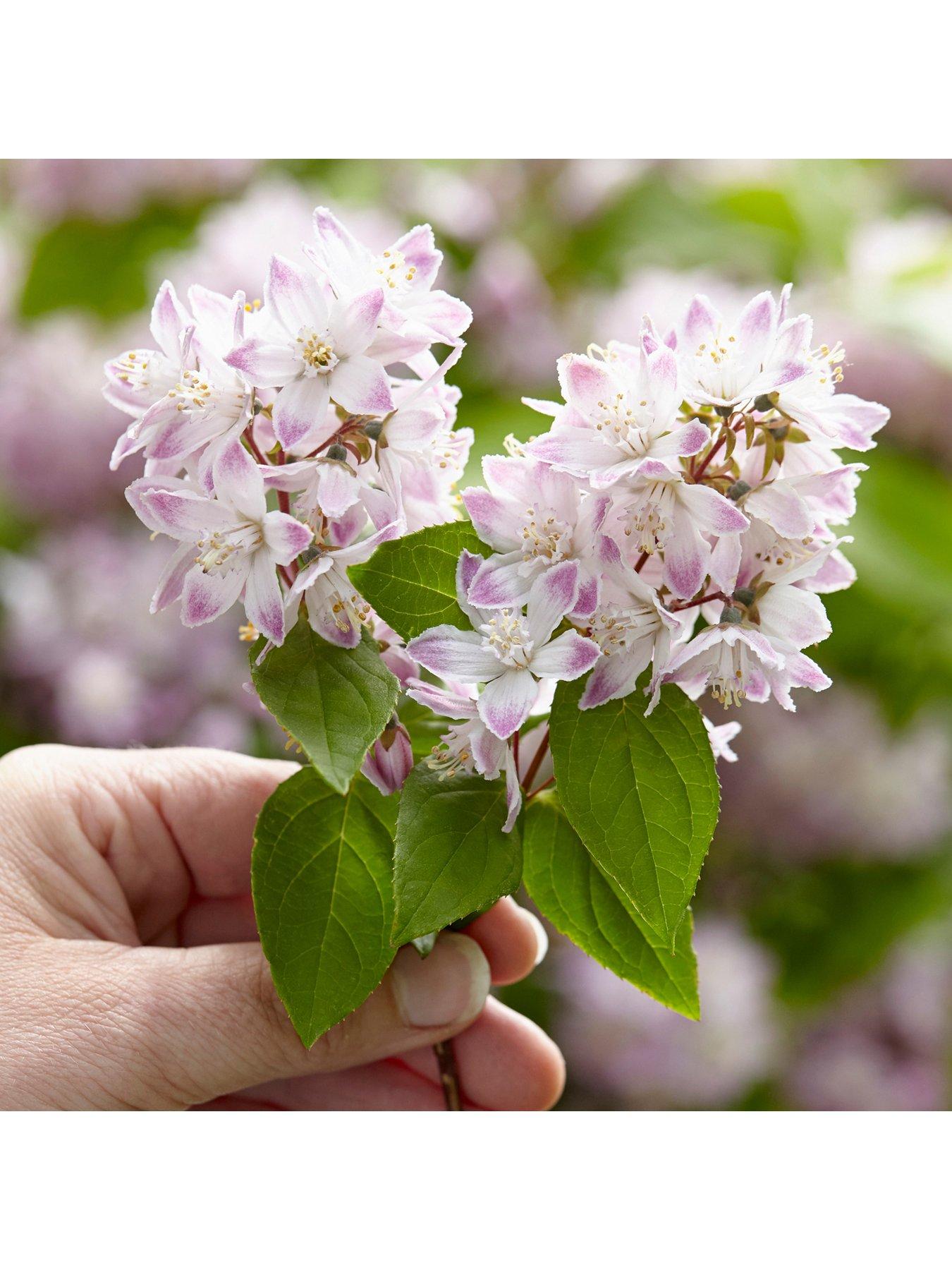 Image 4 of 5 of You Garden Deutzia hybrida 'Rasberry Sundae' 3L