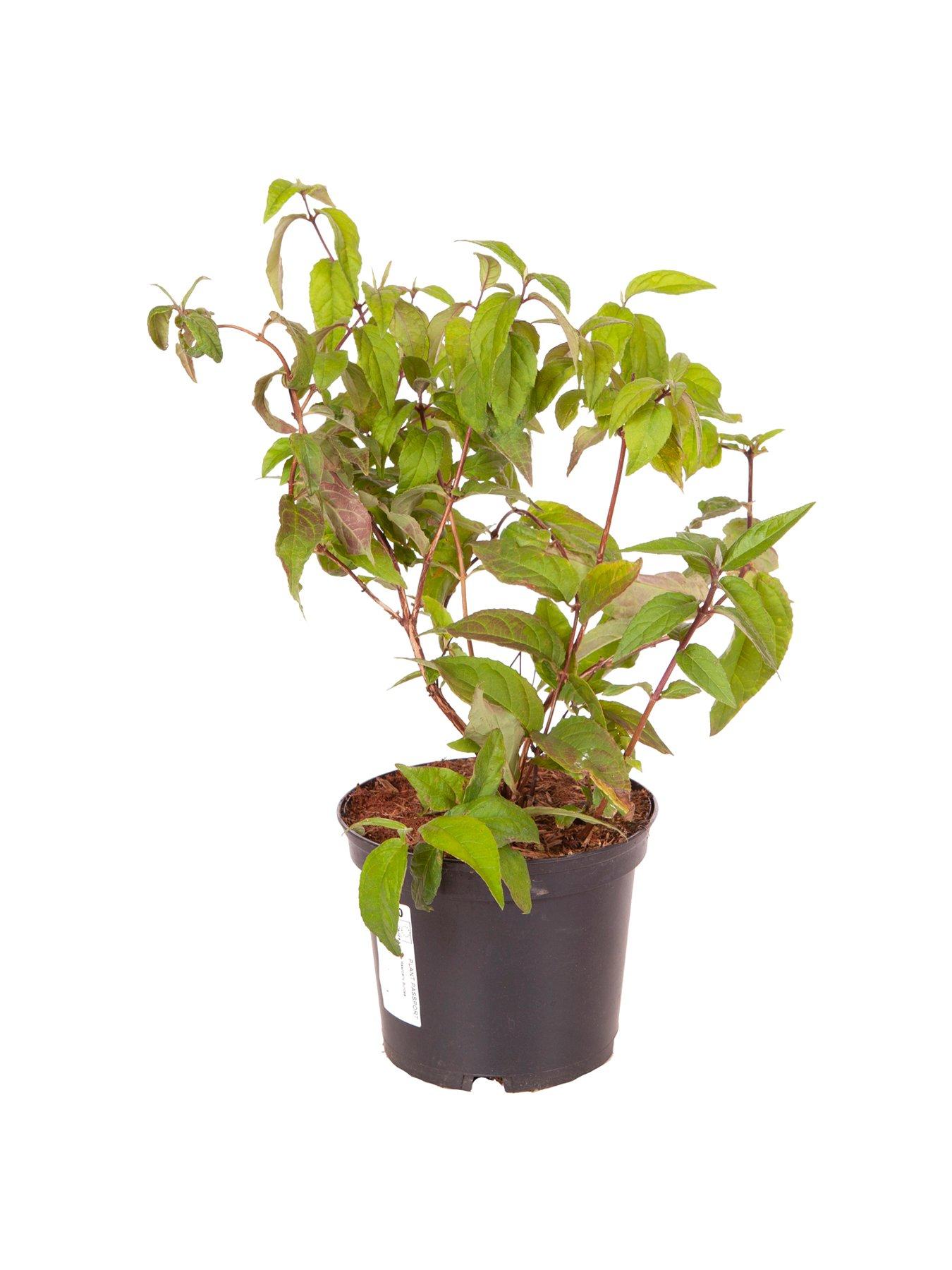 Image 5 of 5 of You Garden Deutzia hybrida 'Rasberry Sundae' 3L