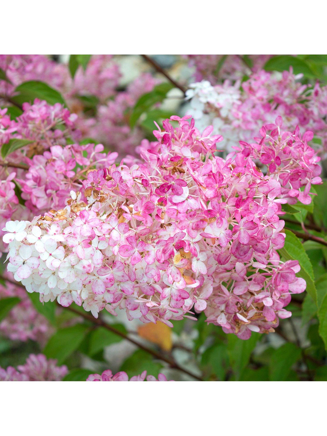 undefined Hydrangea Paniculata 'Vanille Fraise' 3L
