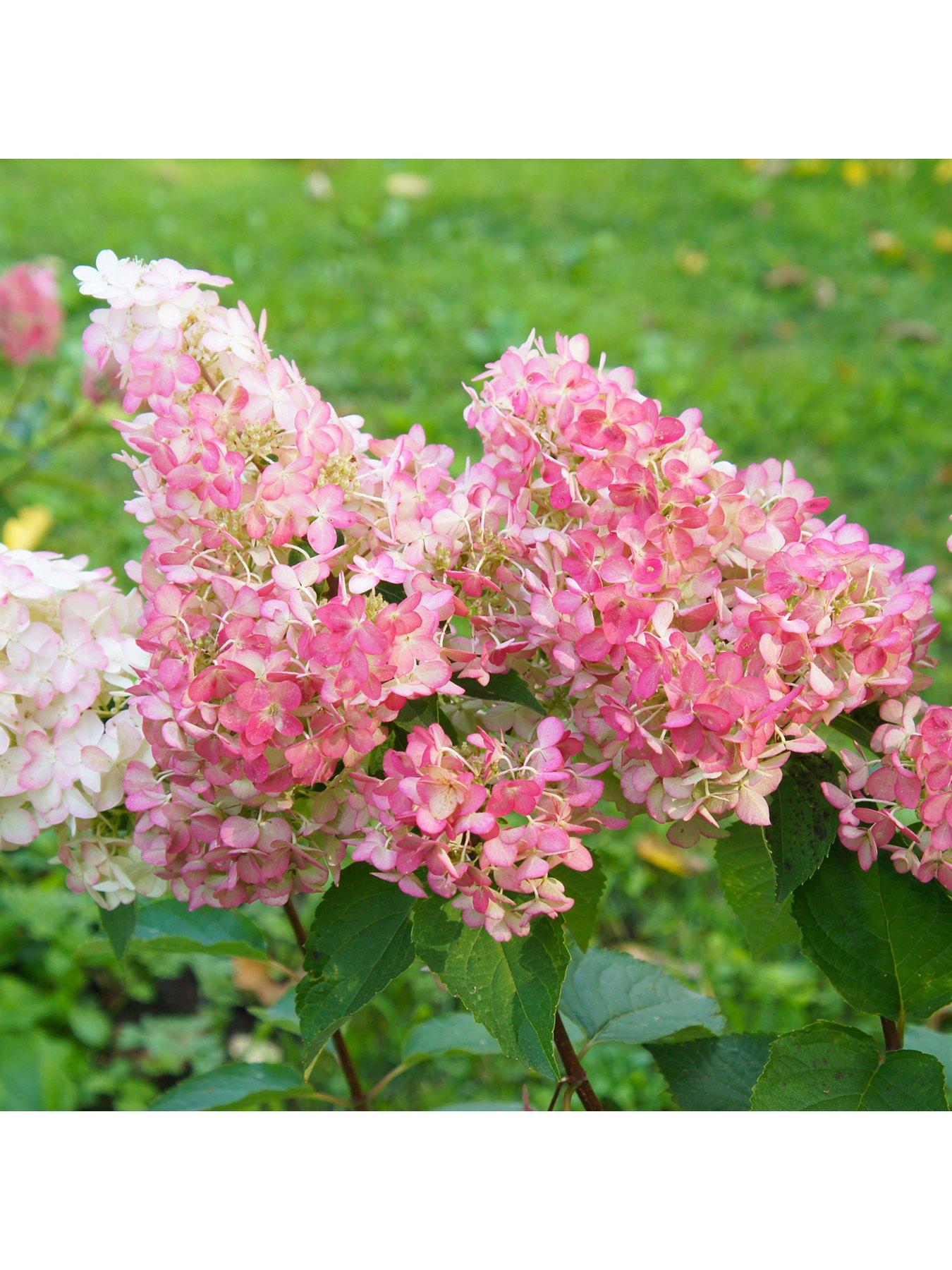 Image 2 of 4 of You Garden Hydrangea Paniculata 'Vanille Fraise' 3L