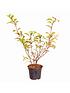  image of you-garden-hydrangea-paniculata-vanille-fraise-3l