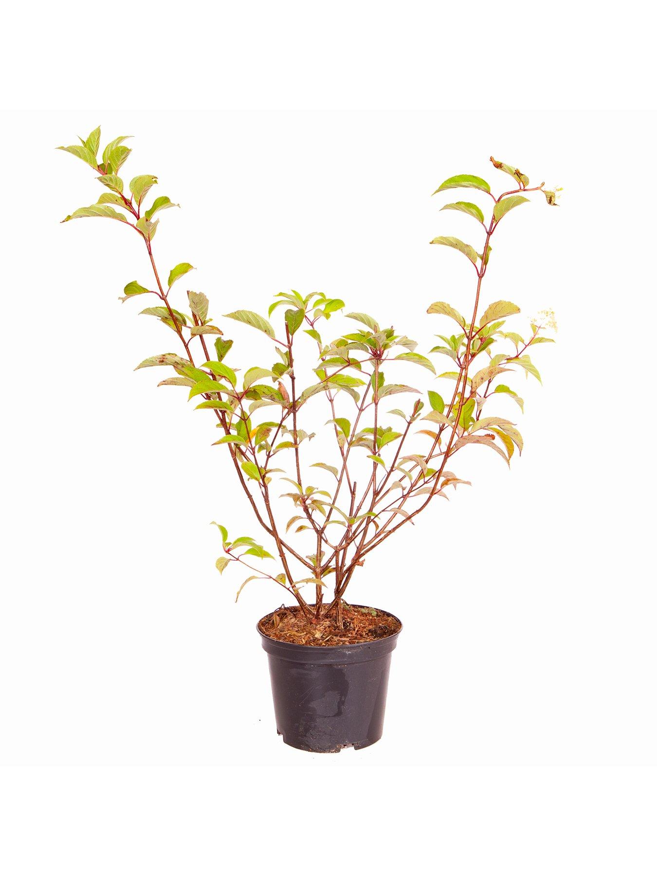Image 4 of 4 of You Garden Hydrangea Paniculata 'Vanille Fraise' 3L