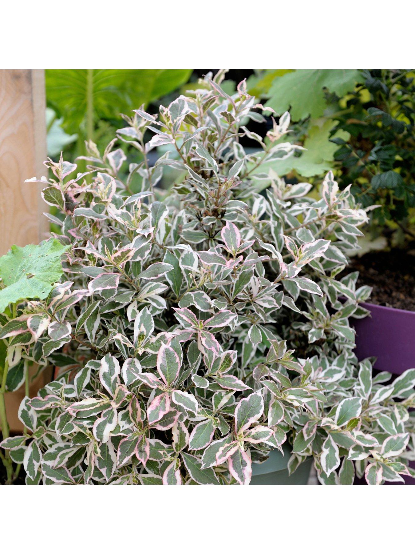 undefined Weigela florida 'Monet' 3L