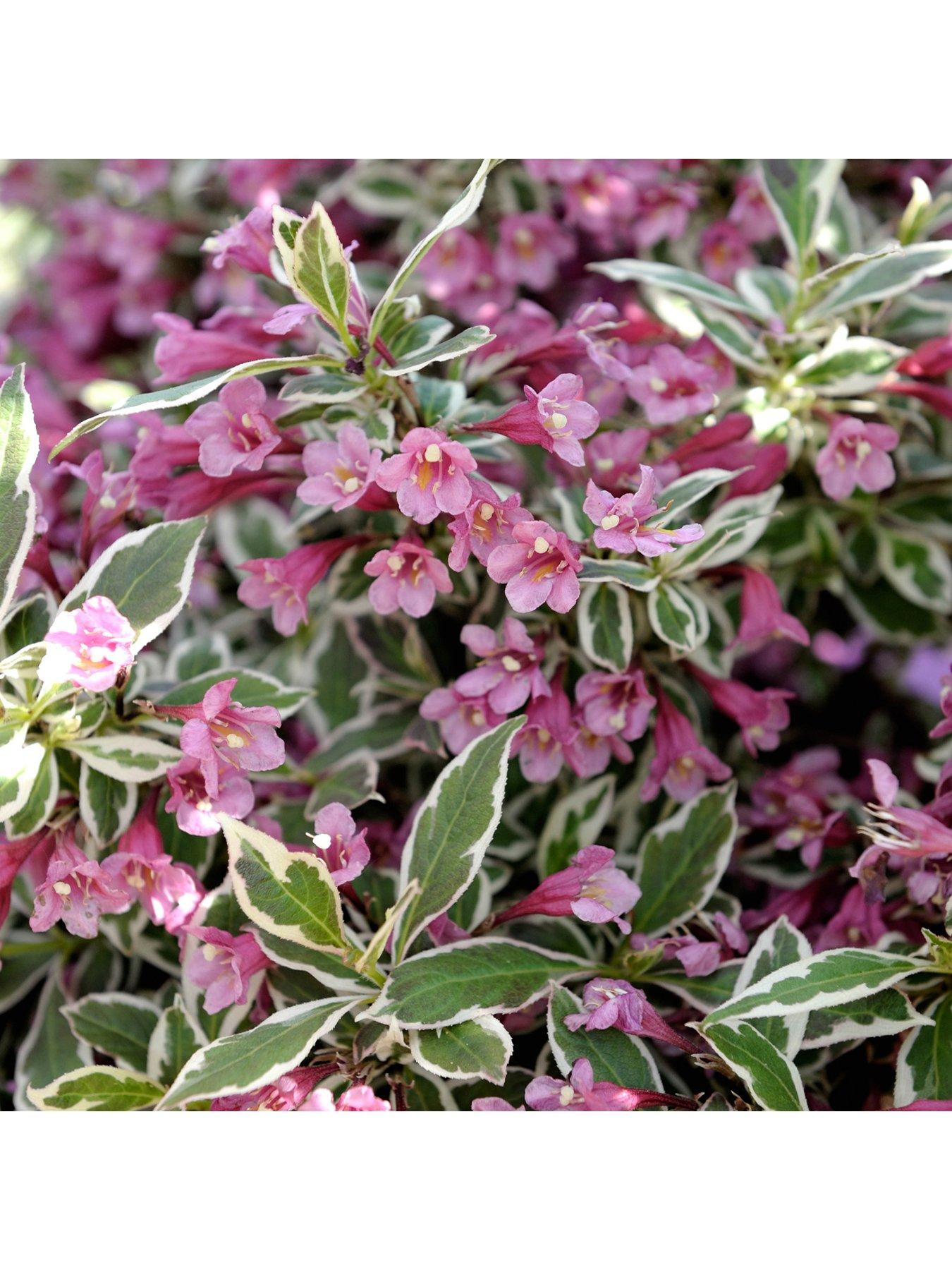 Image 2 of 3 of You Garden Weigela florida 'Monet' 3L