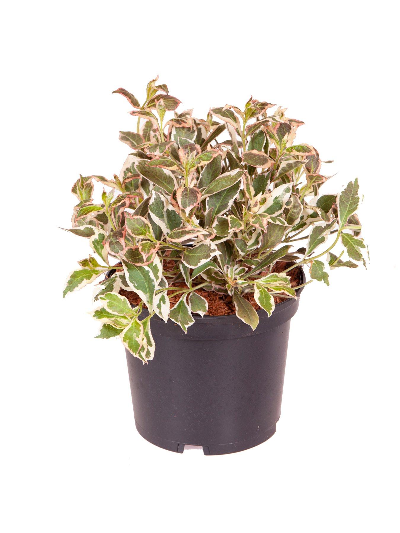 Image 3 of 3 of You Garden Weigela florida 'Monet' 3L