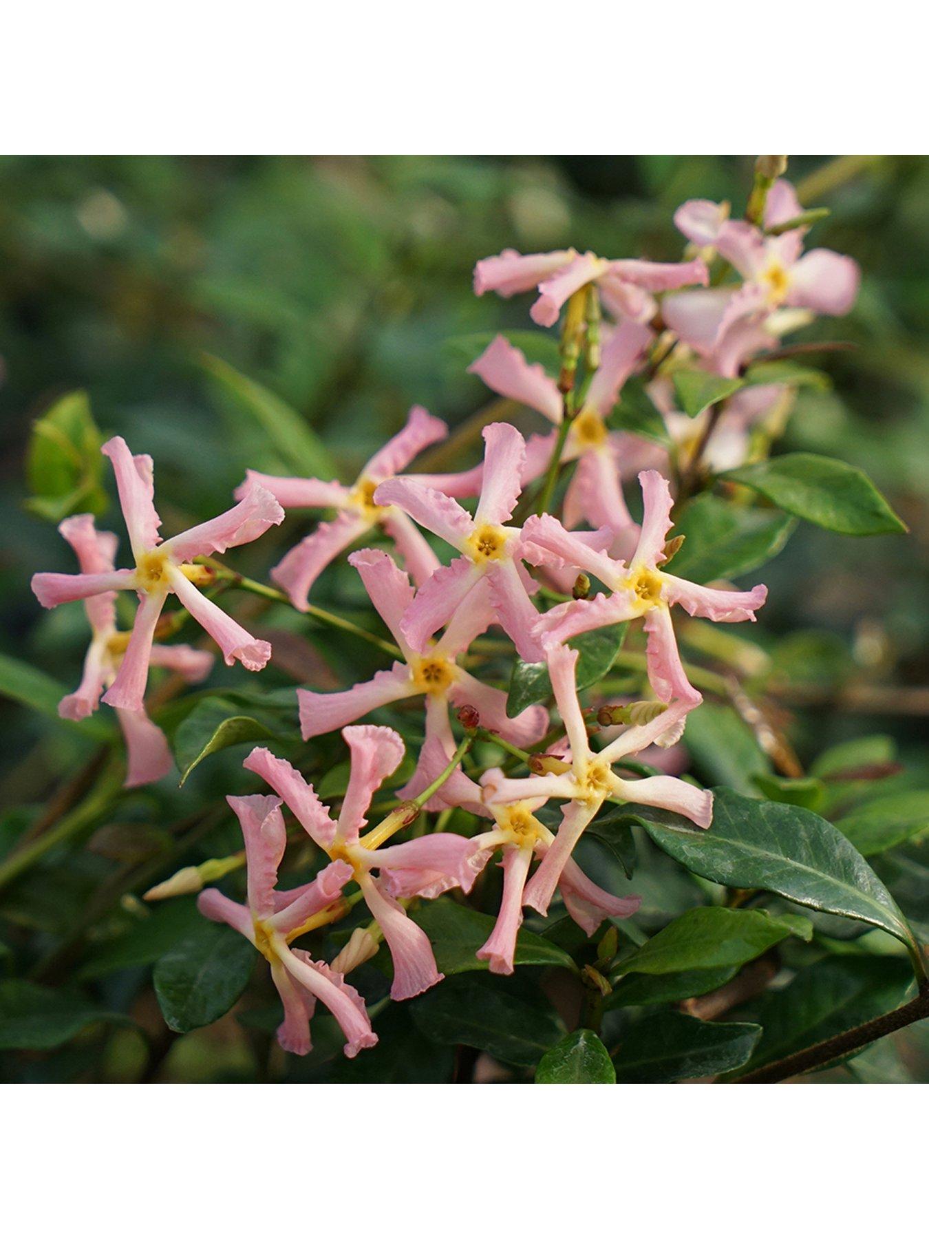 Image 1 of 4 of You Garden Trachelospermum Asiaticum Star Jasmine 'Pink'