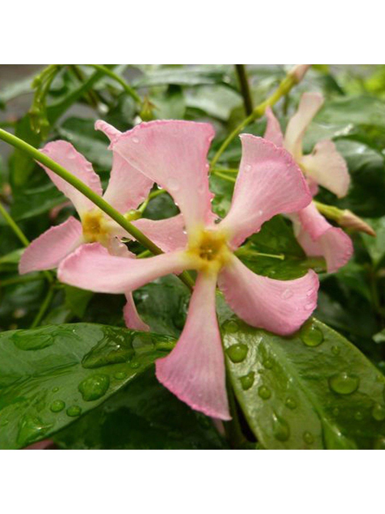 Image 2 of 4 of You Garden Trachelospermum Asiaticum Star Jasmine 'Pink'