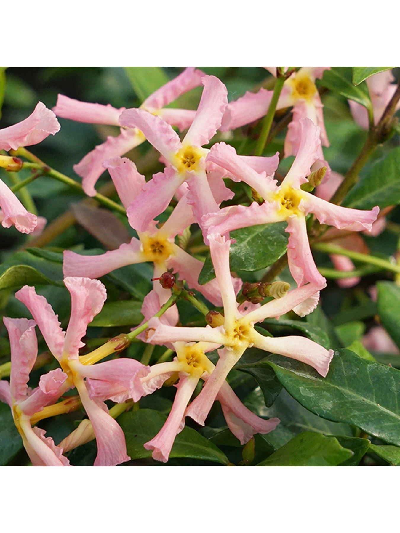 Image 3 of 4 of You Garden Trachelospermum Asiaticum Star Jasmine 'Pink'