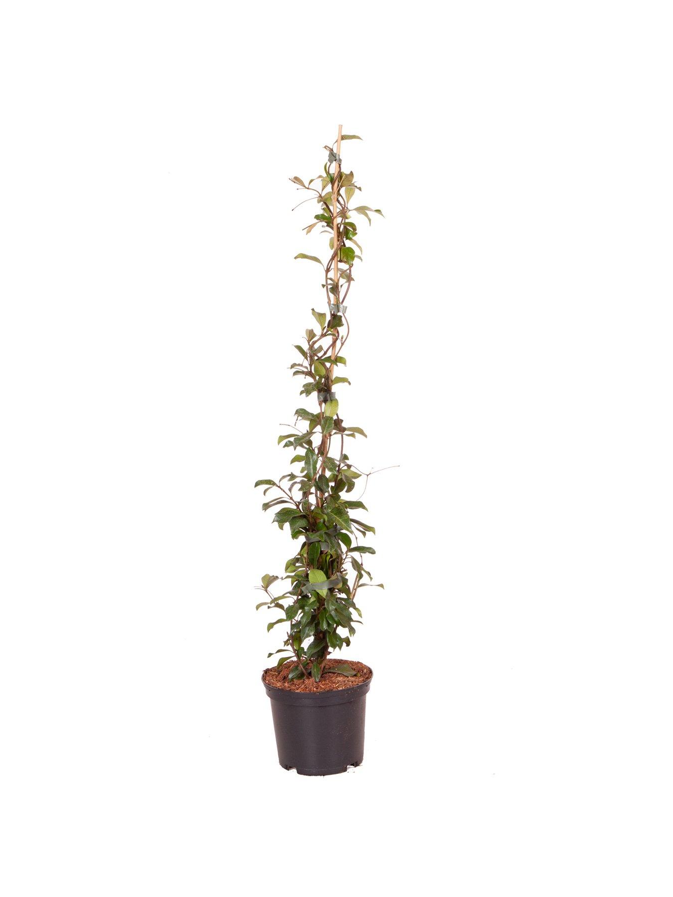 Image 4 of 4 of You Garden Trachelospermum Asiaticum Star Jasmine 'Pink'