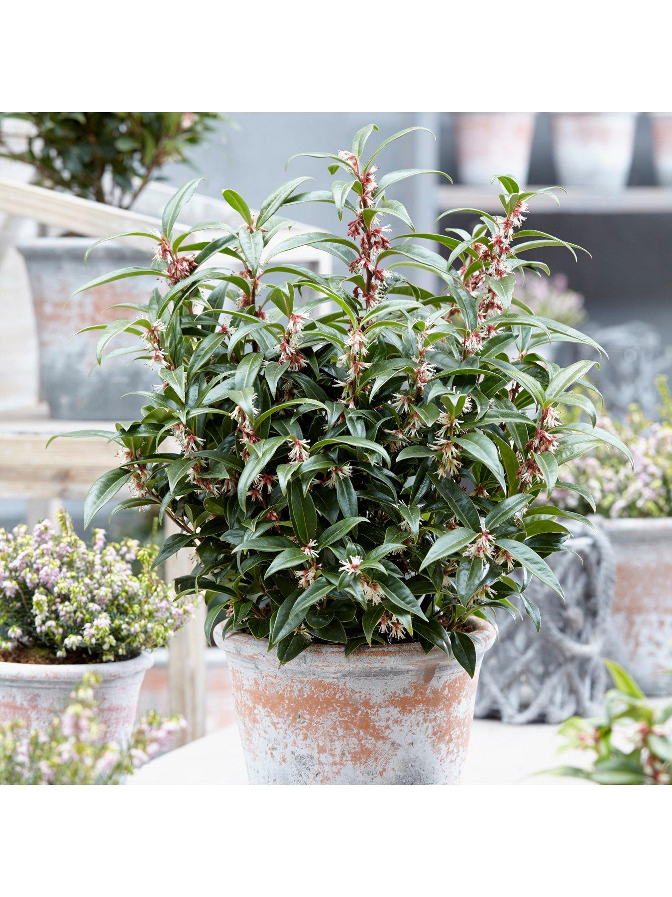 Product photograph of You Garden Sarcococca Hookeriana Winter Gem 15cm Pot from very.co.uk