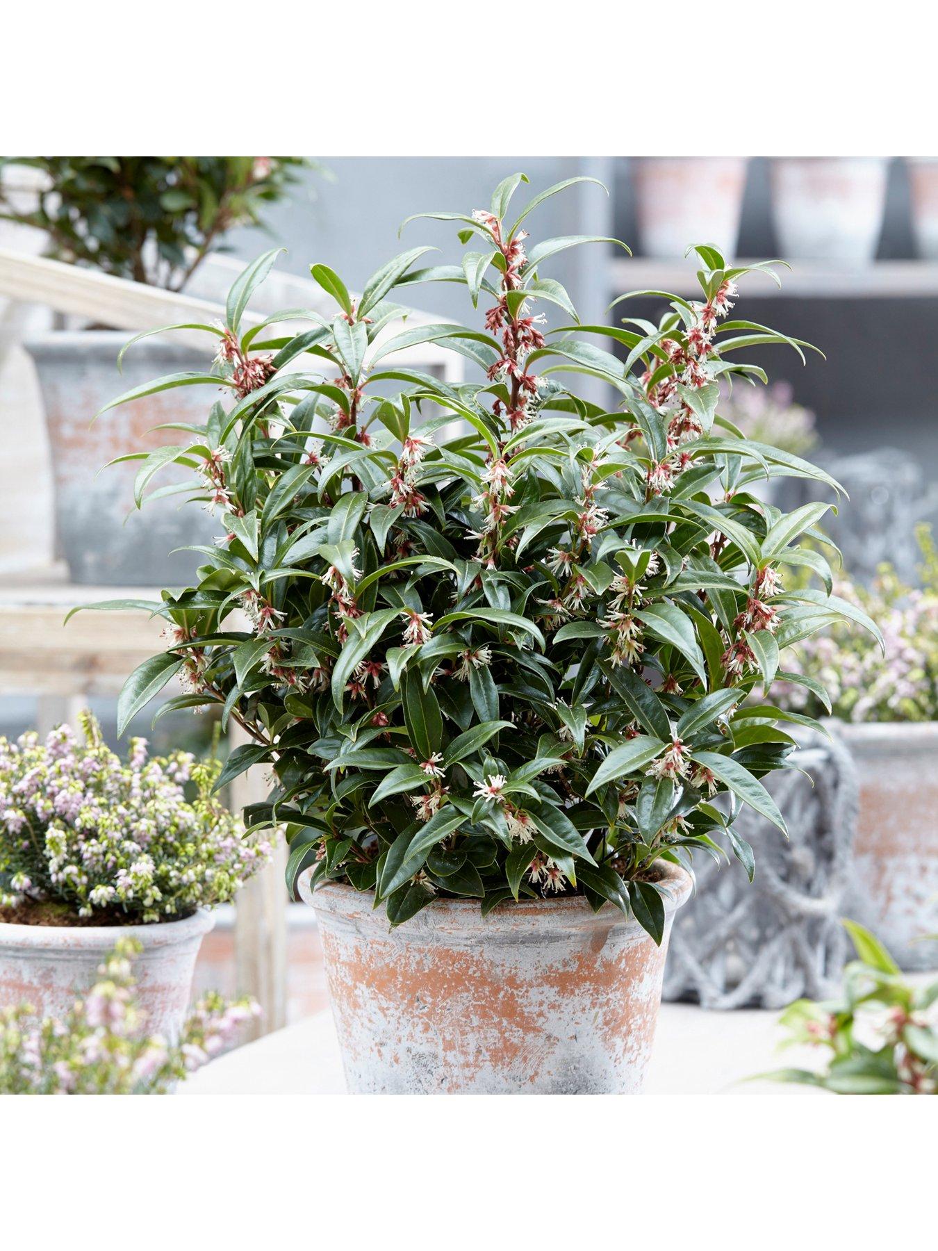 Product photograph of Sarcococca Hookeriana Winter Gem 15cm Pot from very.co.uk