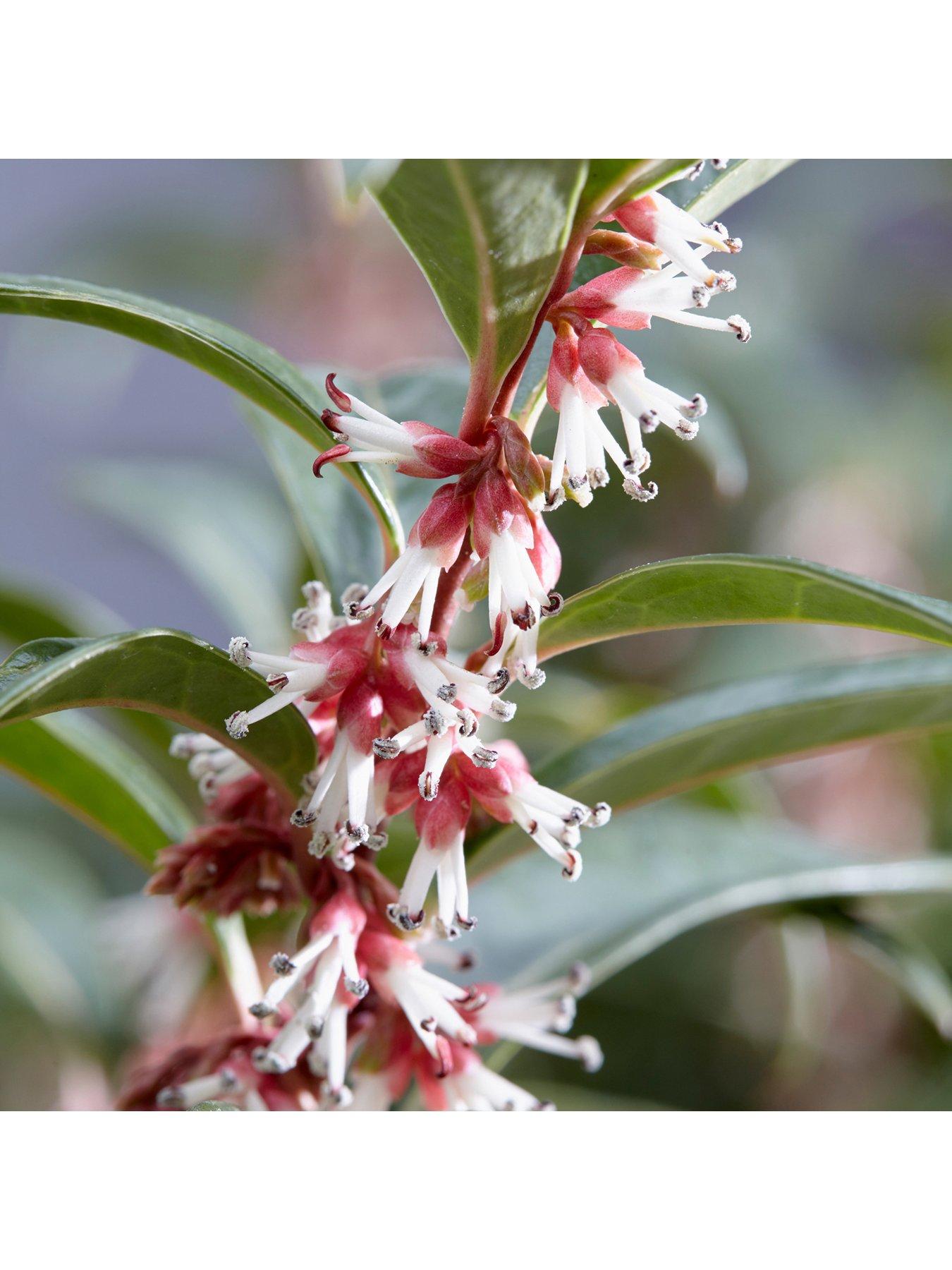 Image 2 of 5 of You Garden Sarcococca Hookeriana Winter Gem (15cm Pot)
