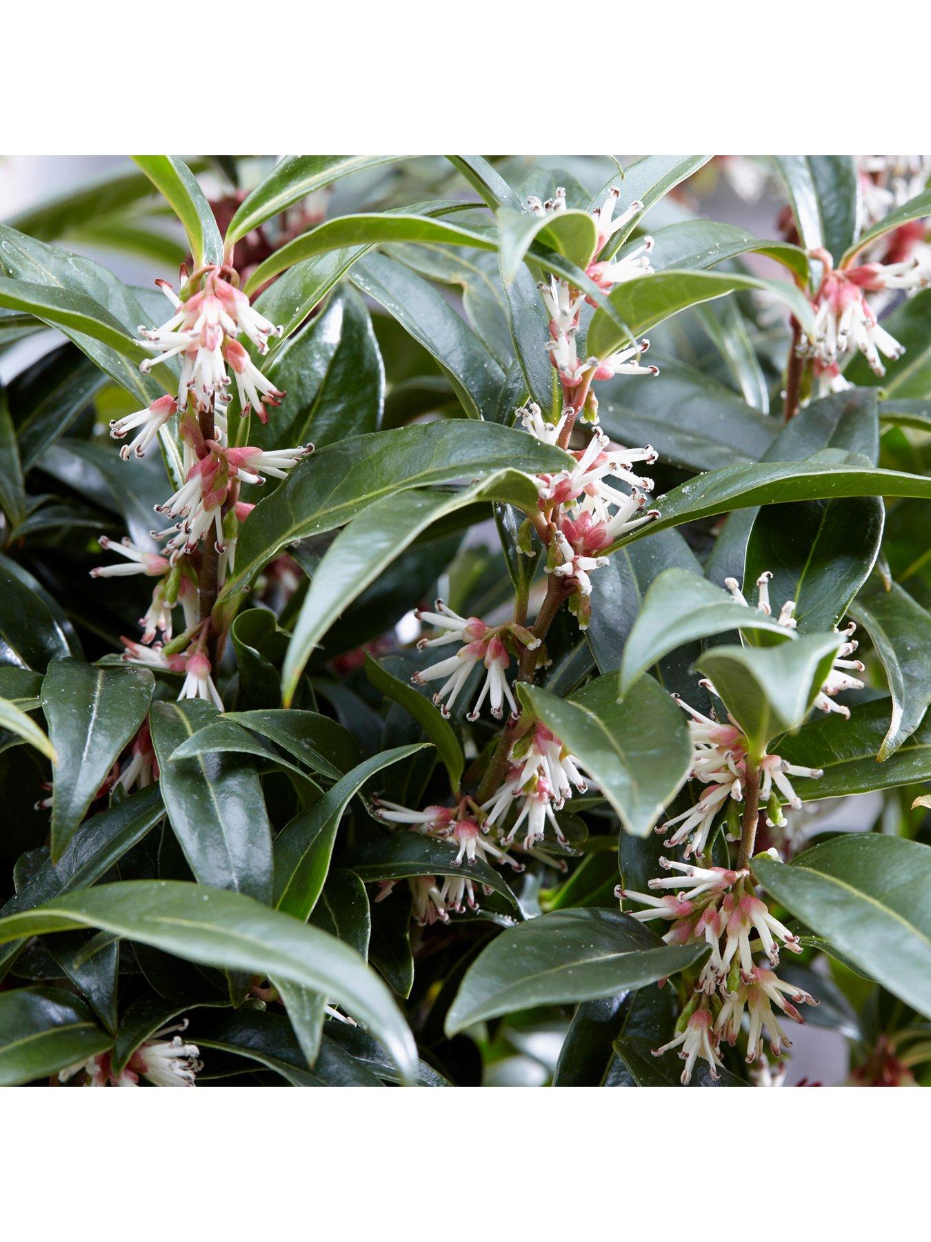 Image 3 of 5 of You Garden Sarcococca Hookeriana Winter Gem (15cm Pot)