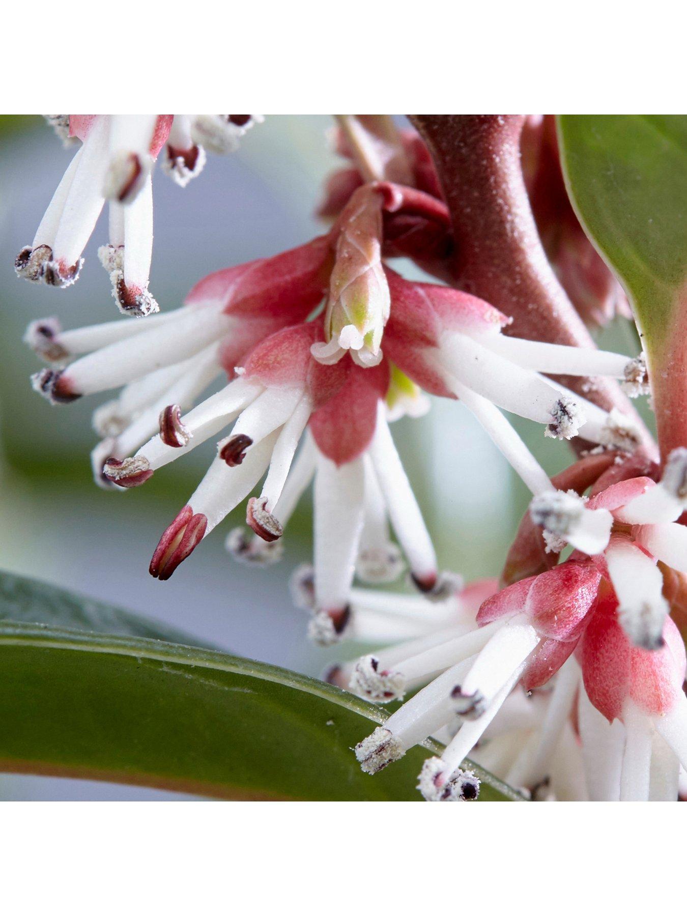 Image 4 of 5 of You Garden Sarcococca Hookeriana Winter Gem (15cm Pot)