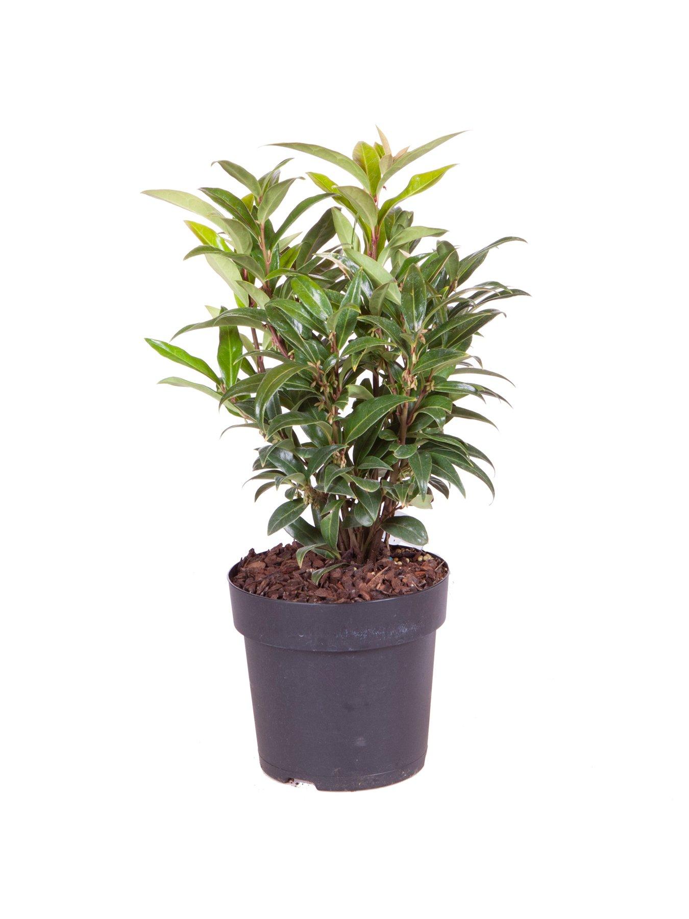 Image 5 of 5 of You Garden Sarcococca Hookeriana Winter Gem (15cm Pot)