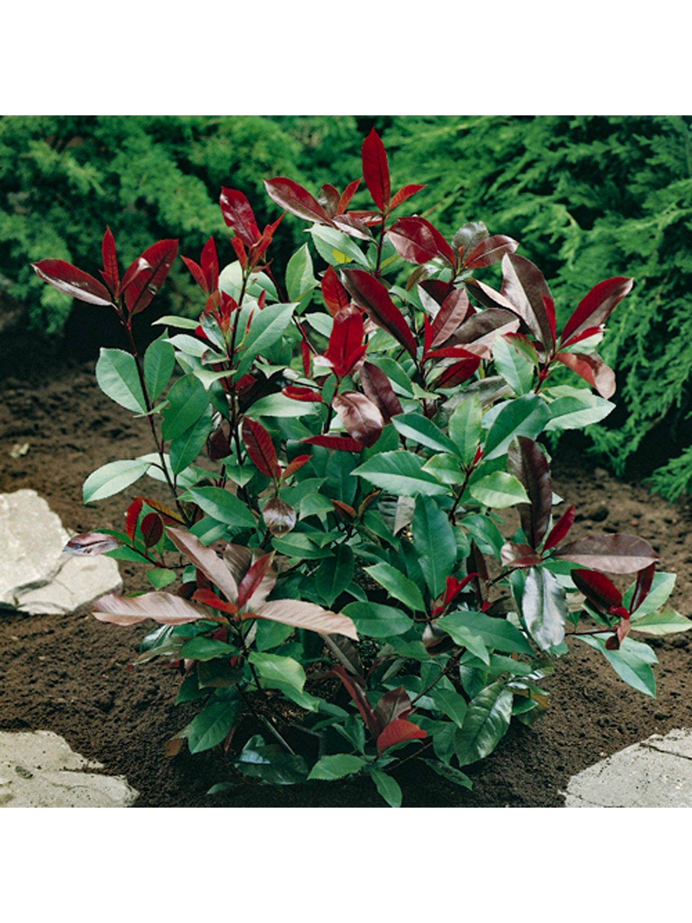 Image 1 of 4 of You Garden Photinia 'Red Robin' 3L