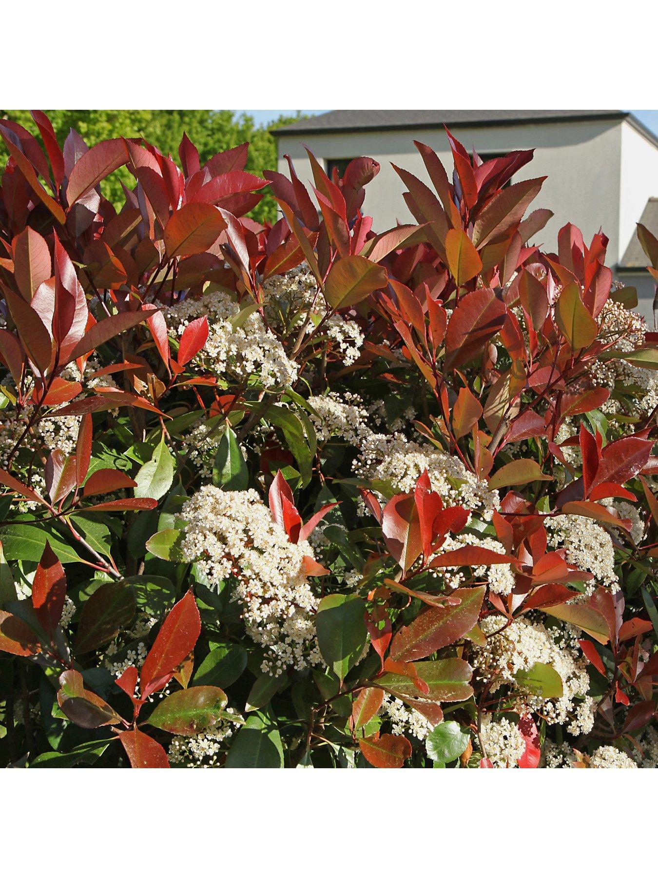 Image 2 of 4 of You Garden Photinia 'Red Robin' 3L