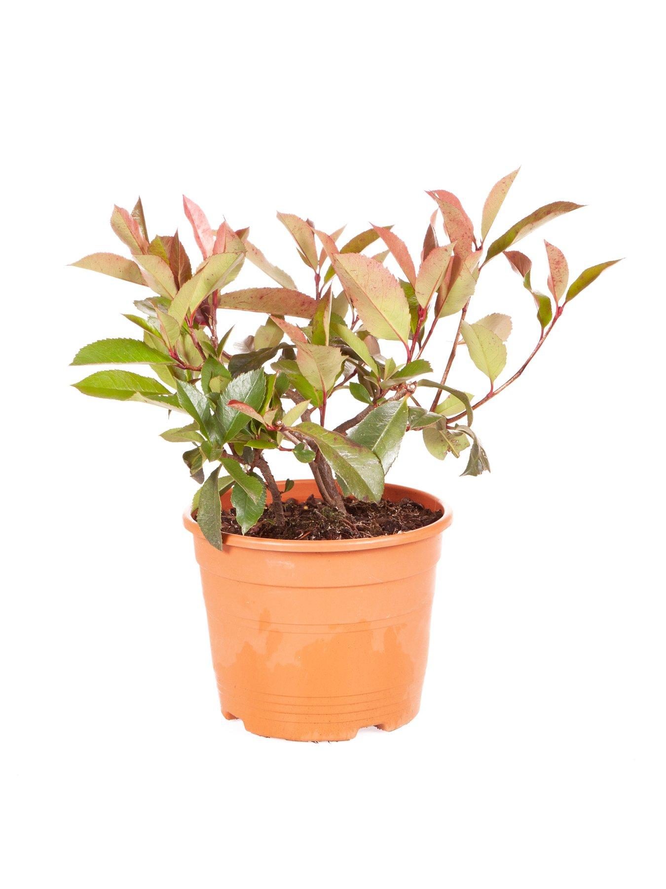 Image 4 of 4 of You Garden Photinia 'Red Robin' 3L