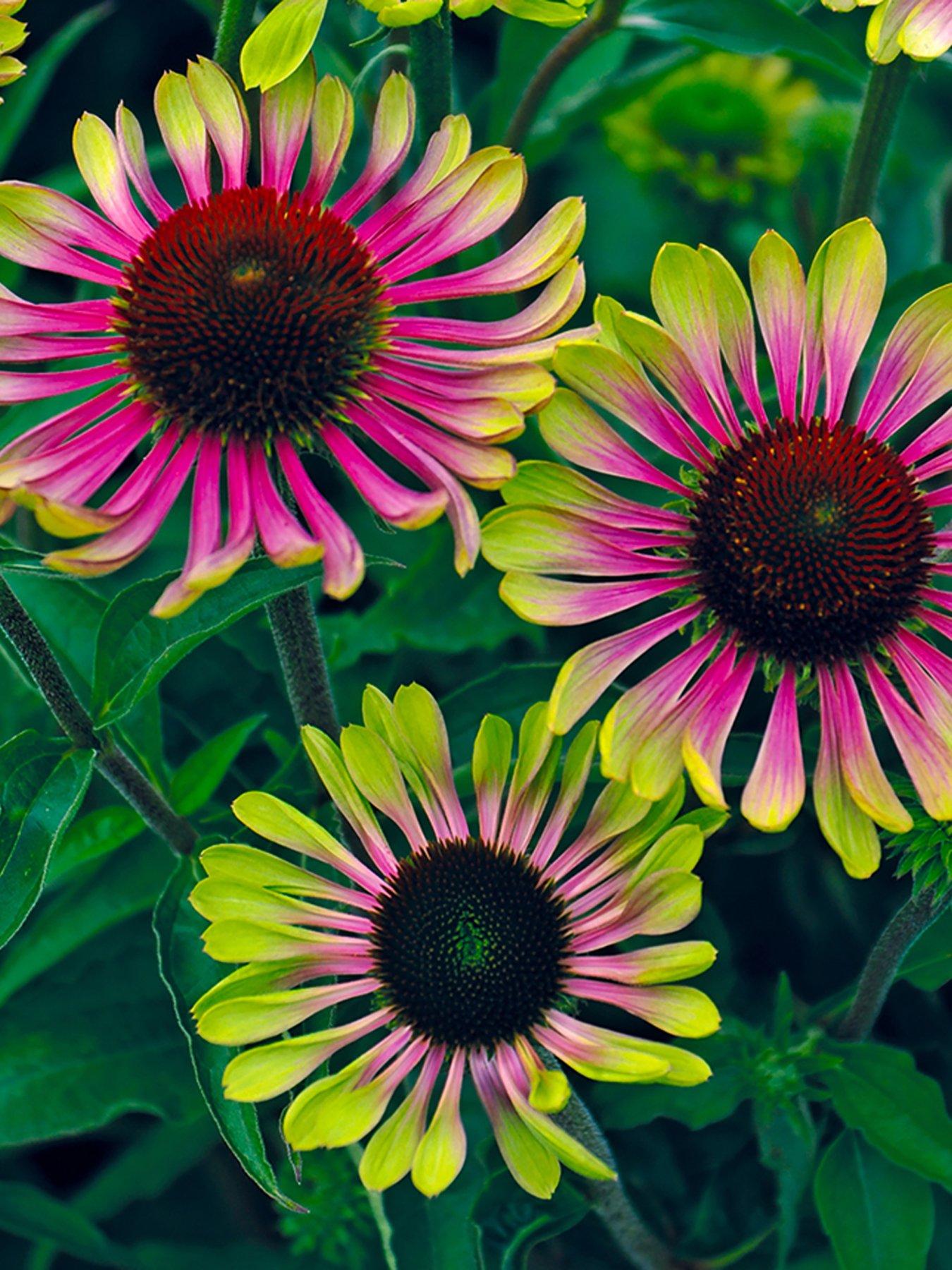 Product photograph of Echinacea Green Twister 3 X 9cm Pot from very.co.uk