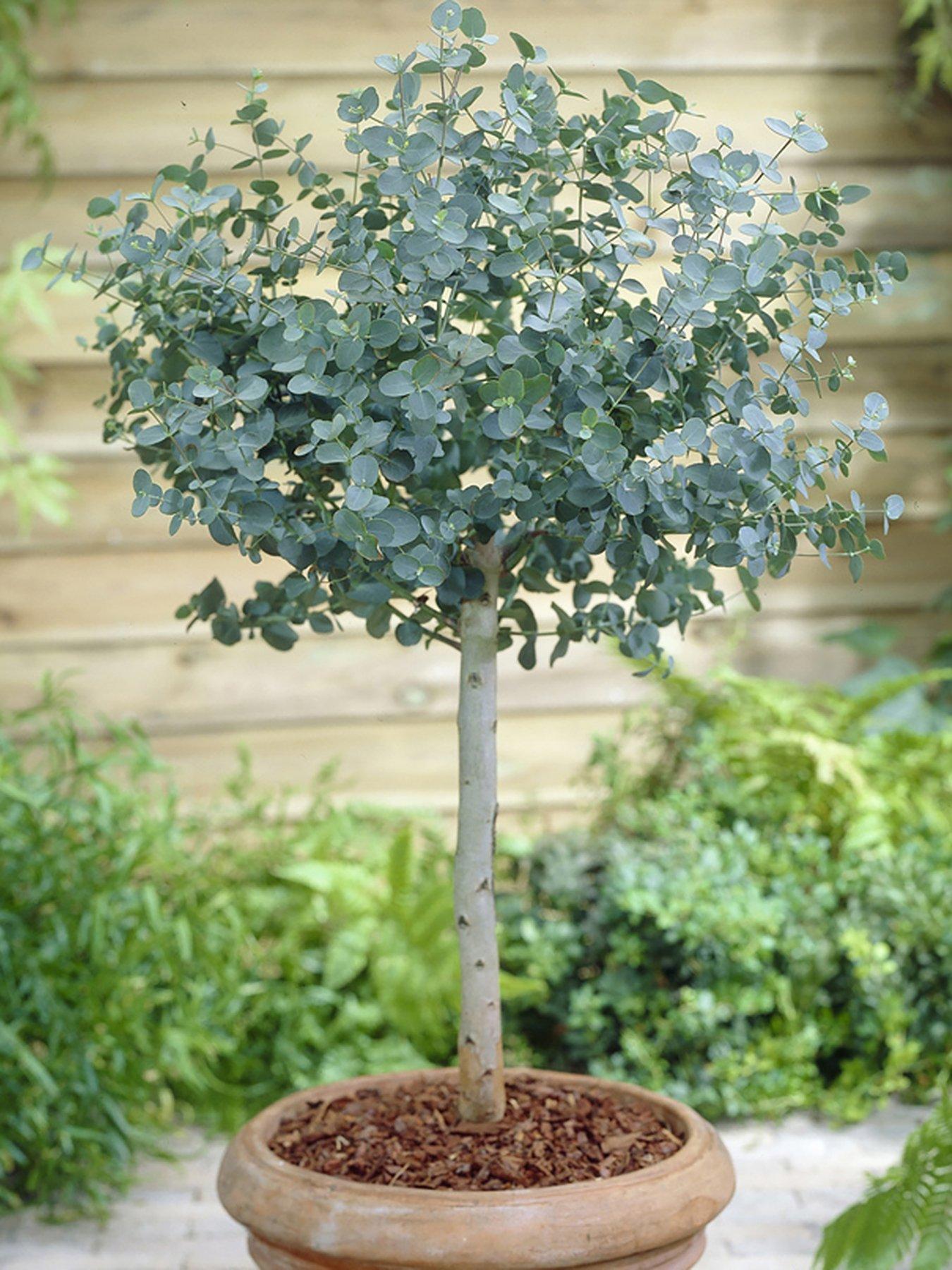 undefined Eucalyptus gunnii Standard 3L