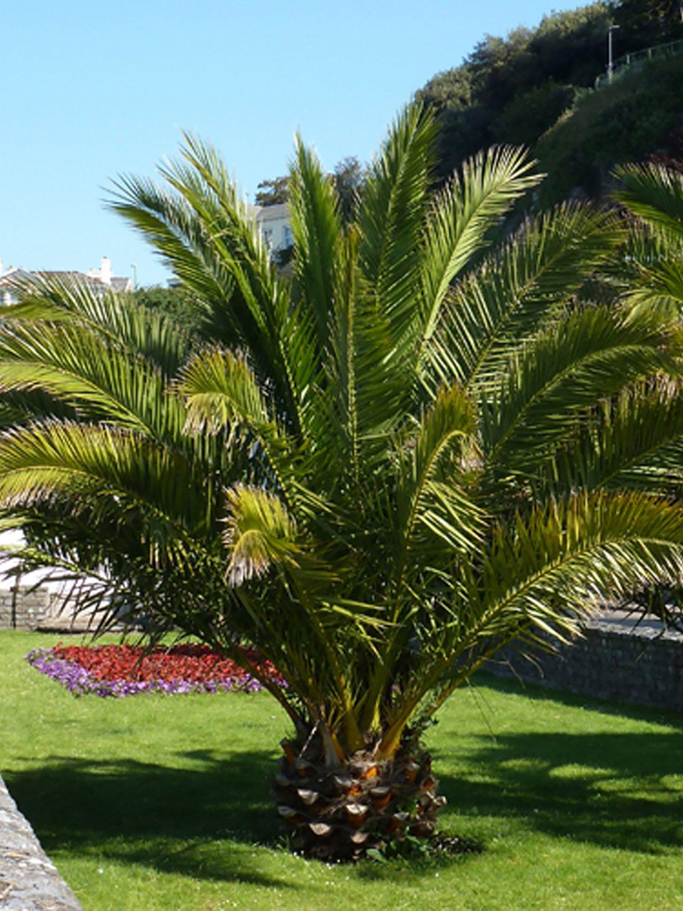 Product photograph of You Garden Pair Of Hardy Phoenix Palm Trees 1 2-1 4m Tall from very.co.uk