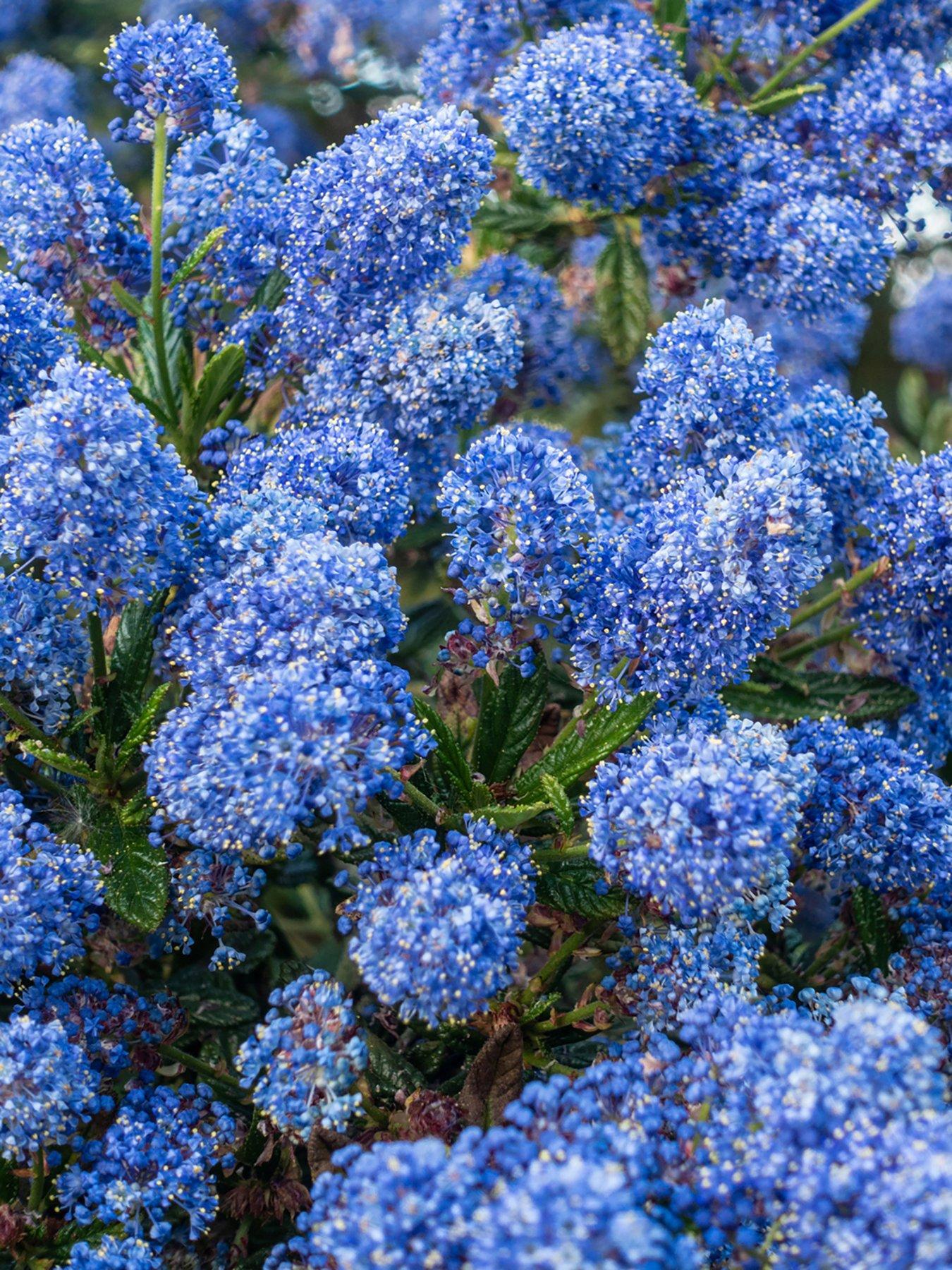 Product photograph of Ceanothus Thyrsiflorus Var Repens 3 X 9cm Pot from very.co.uk