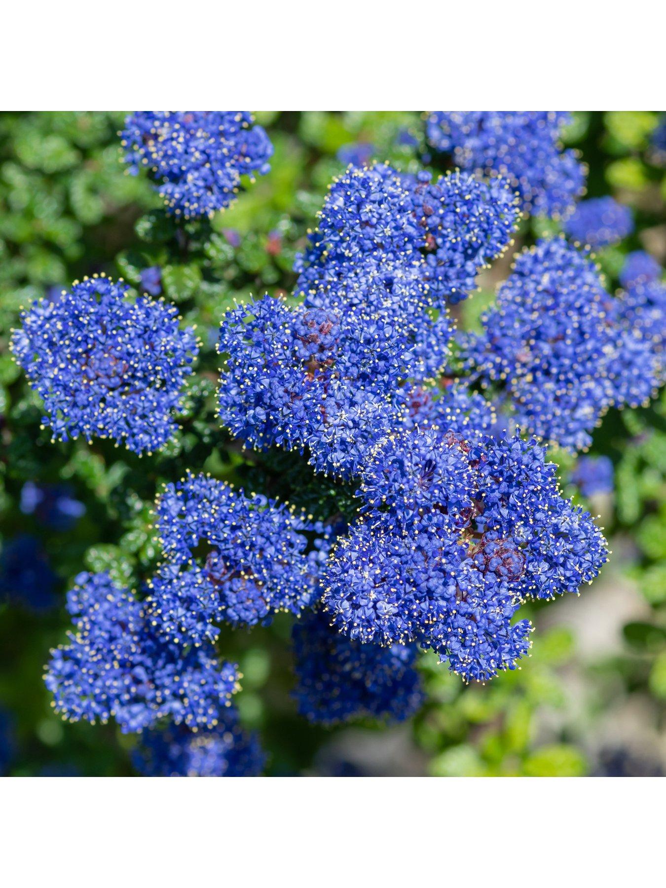 Image 2 of 3 of You Garden Ceanothus thyrsiflorus var repens 3 x 9cm Pot