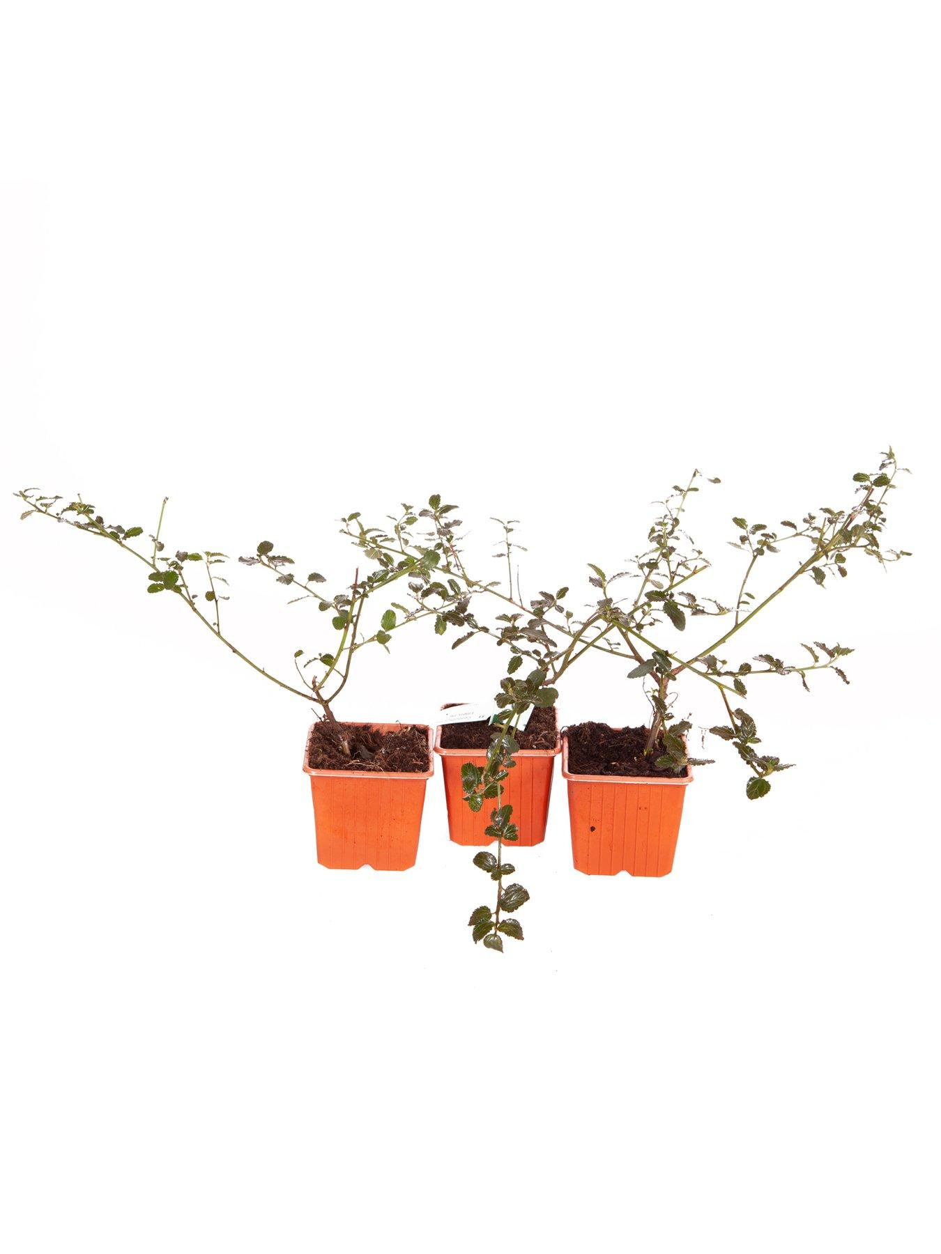 Image 3 of 3 of You Garden Ceanothus thyrsiflorus var repens 3 x 9cm Pot