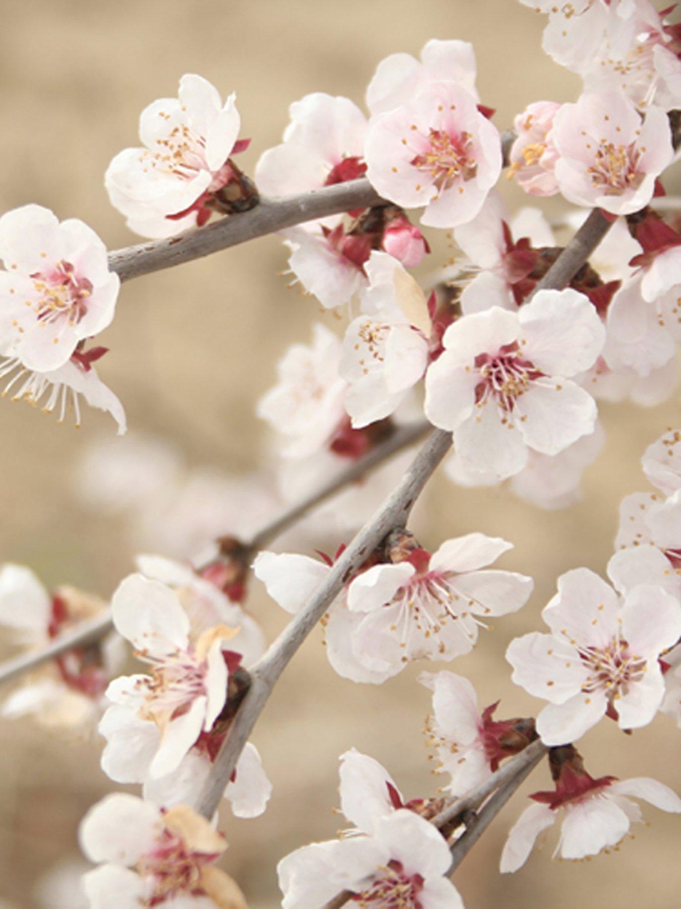 Product photograph of Prunus Incisa Kojo No Mai 3 X 9cm Pot from very.co.uk