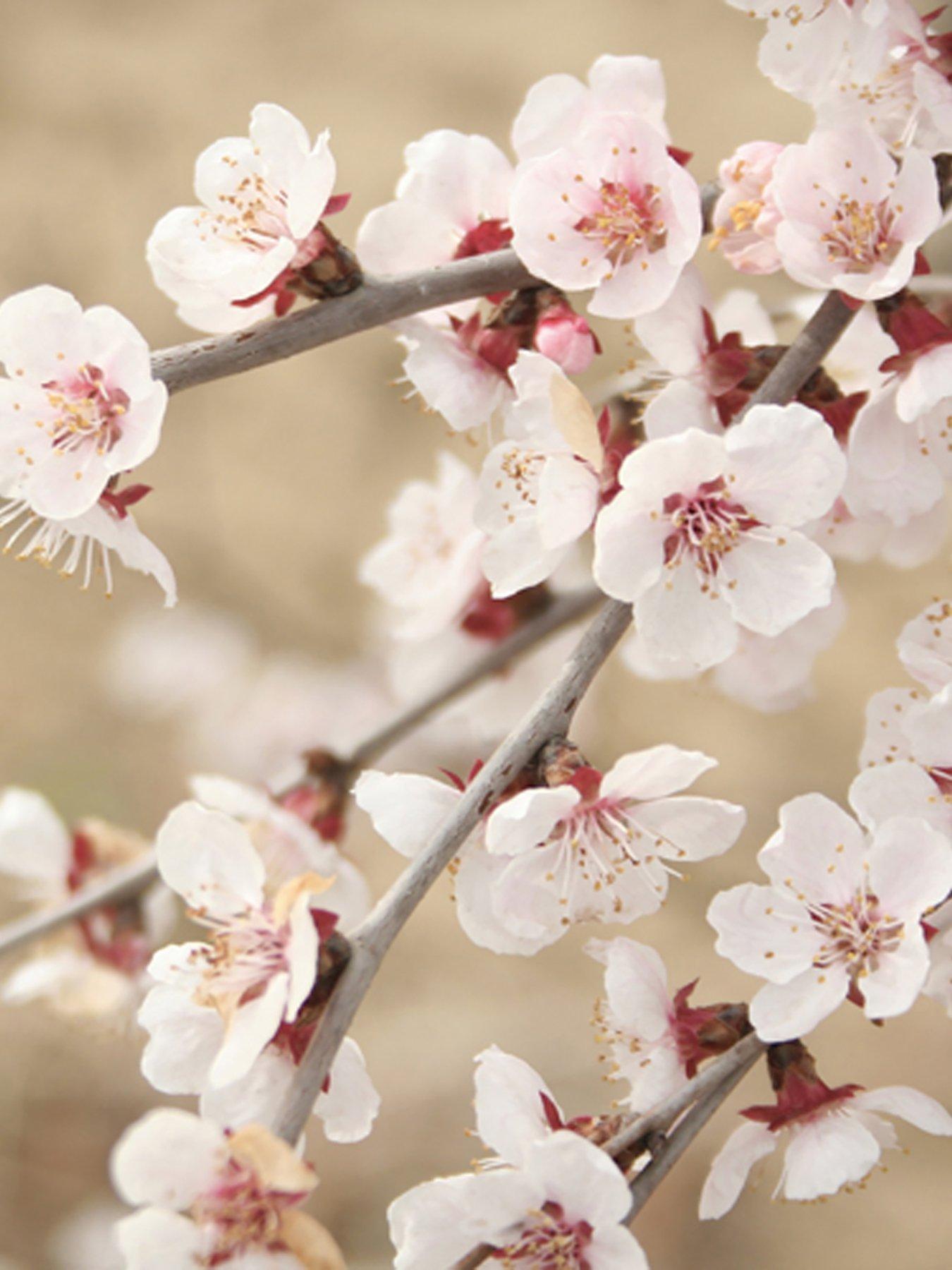undefined Prunus incisa Kojo no mai 3 x 9cm Pot