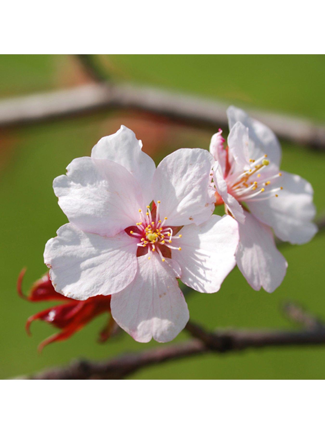 Prunus incisa Kojo no mai 3 x 9cm Pot | very.co.uk