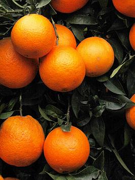Product photograph of Blood Orange Citrus Tree 6l from very.co.uk