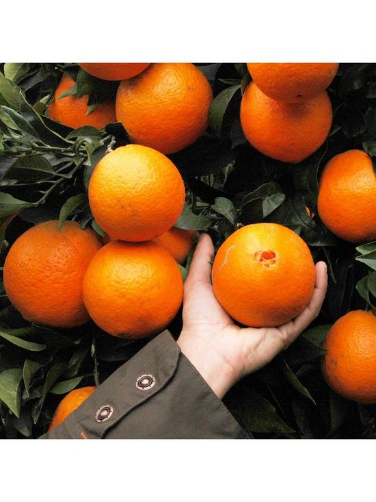 stillFront image of blood-orange-citrus-tree-6l