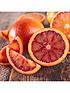  image of blood-orange-citrus-tree-6l