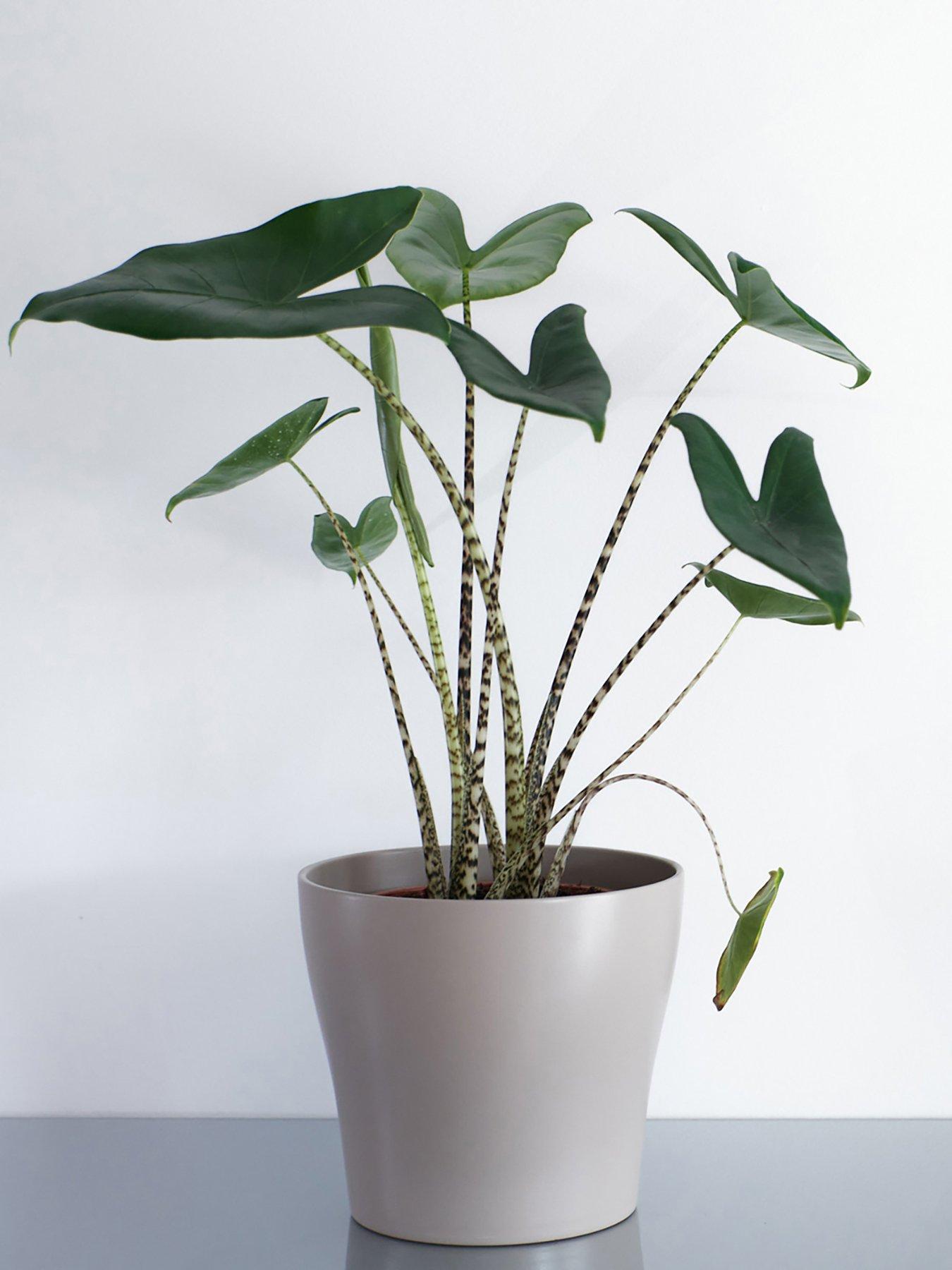 Product photograph of Alocasia Zebrina Elephant S Ears 12cm Pot from very.co.uk