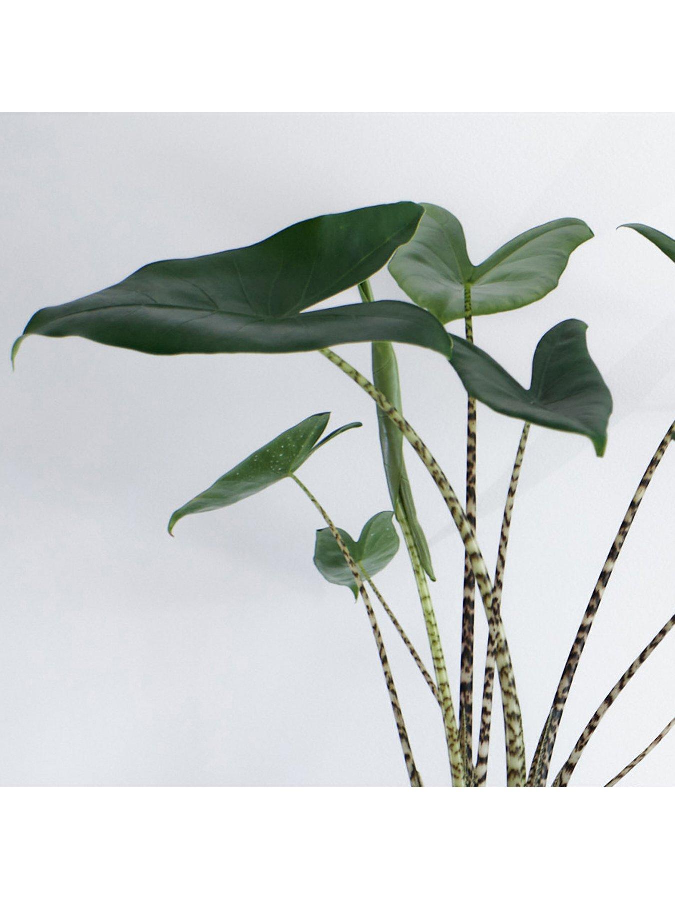 Image 2 of 2 of You Garden Alocasia Zebrina 'Elephant's Ears' 12cm Pot