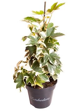 fatshedera-pia-gray-tree-ivy-17cm-pot