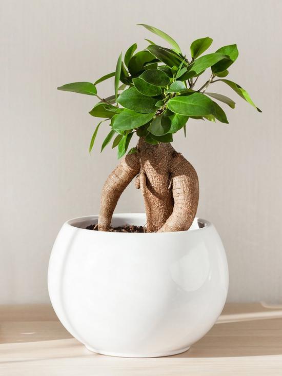 front image of ficus-microcarpa-ginseng-bonsai-fig-14cm-pot