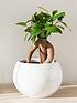  image of ficus-microcarpa-ginseng-bonsai-fig-14cm-pot