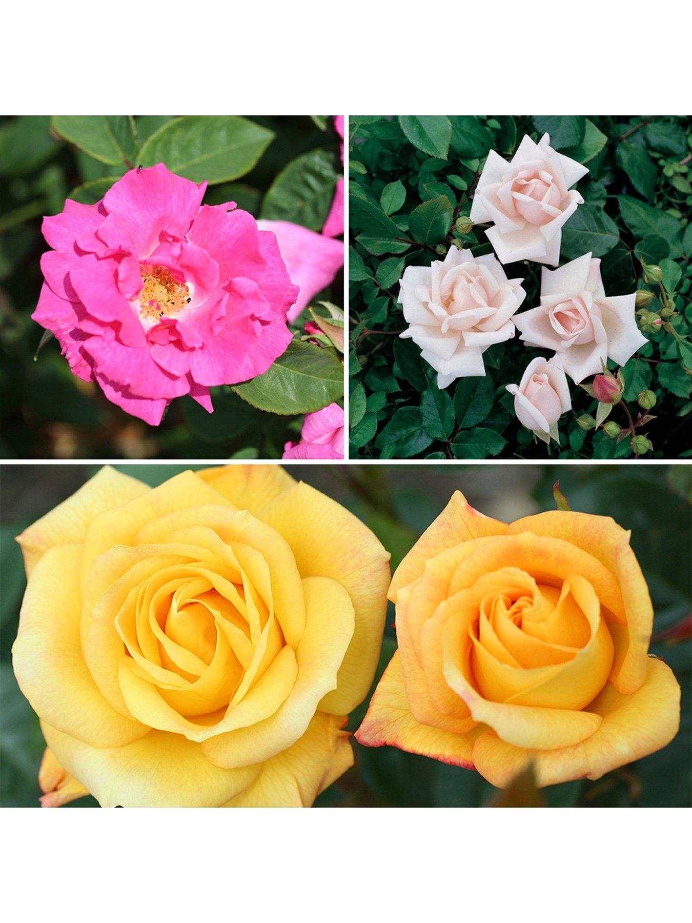 Product photograph of Set Of 3 Climbing Rose Collection 3l from very.co.uk