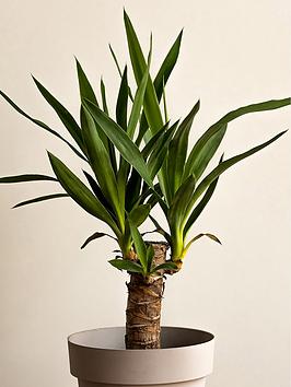 Product photograph of Yucca Elephantipes 11cm Pot from very.co.uk
