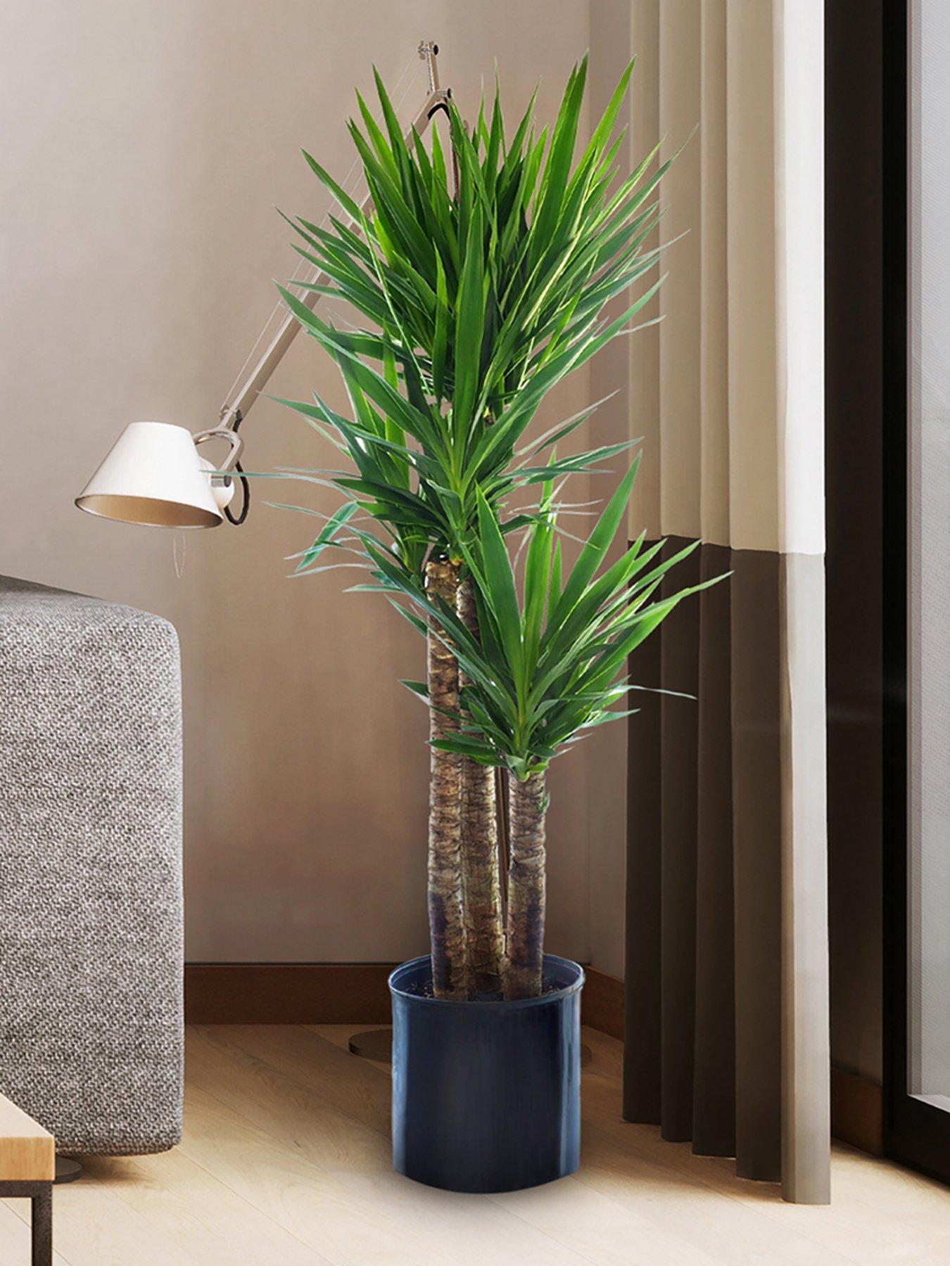 Product photograph of You Garden Yucca 3 Stem 60 30 20cm In 21cm Pot 100cm Tall from very.co.uk