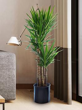 Product photograph of Yucca 3 Stem 60 30 20cm In 21cm Pot 100cm Tall from very.co.uk