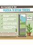 yucca-3-stem-603020cm-in-21cm-pot-100cm-tallstillFront
