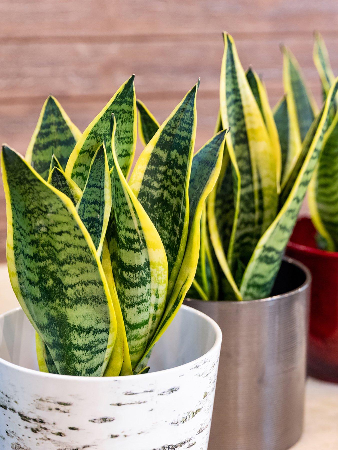 Product photograph of Sansevieria Trifasciata Laurentii Mother In Law S Tongue 17cm Pot from very.co.uk