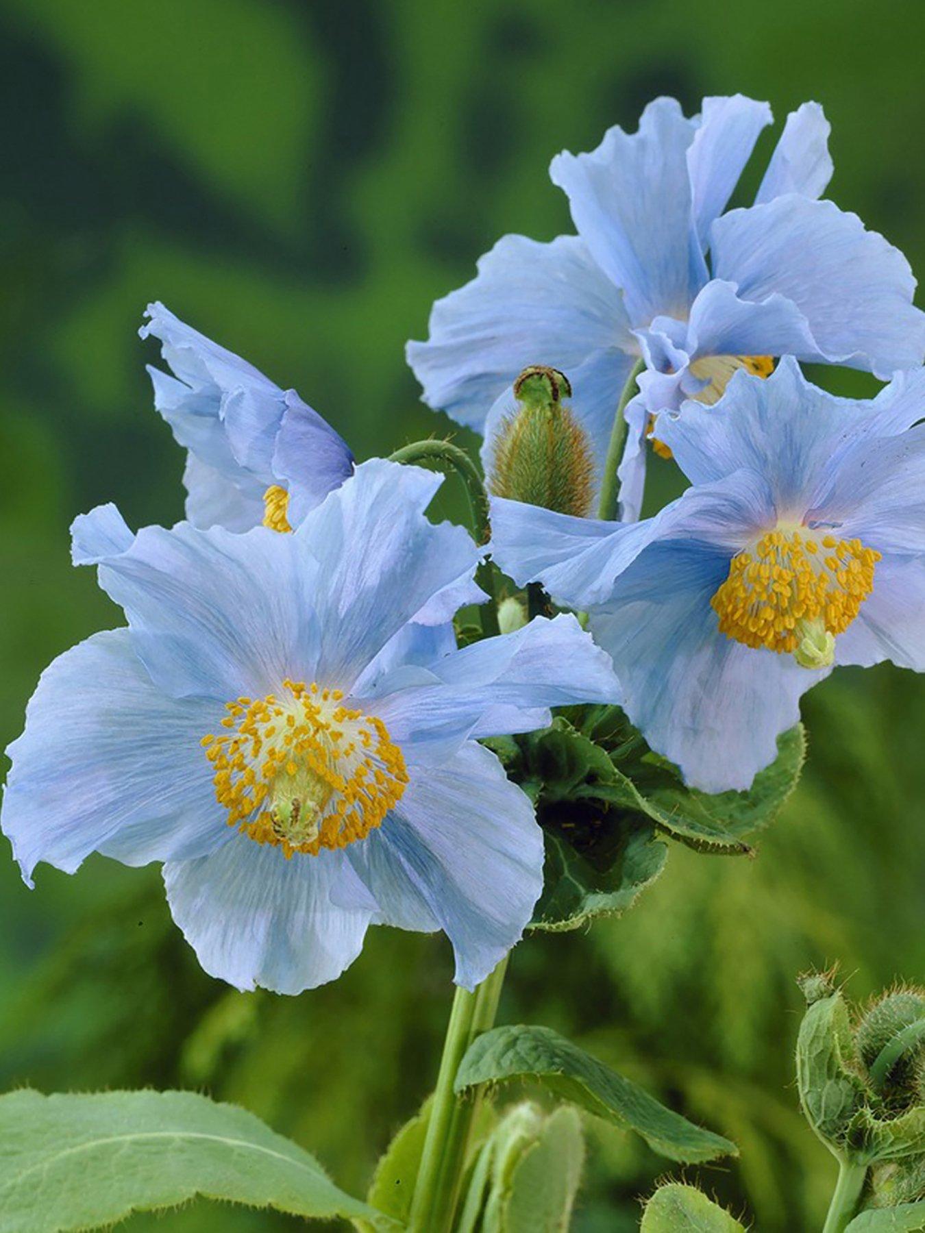 undefined Meconopsis Himalayan Blue Poppy 3 x Jumbo plugs