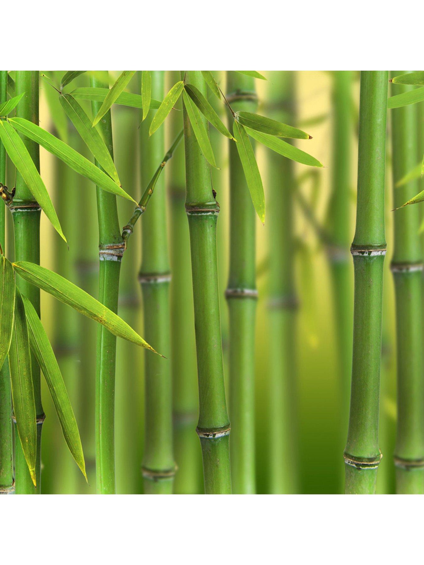 Green Bamboo Phyllostachys bisettii 3L Pot very