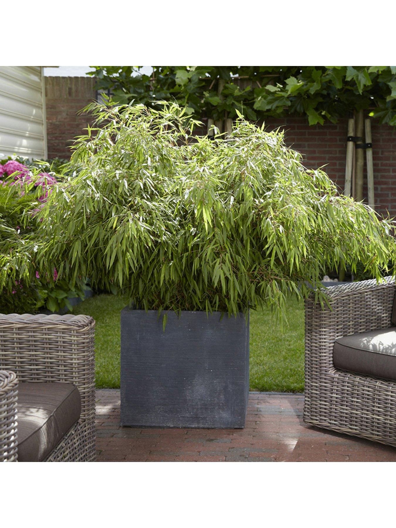 Product photograph of Fargesia Rufa Fountain Bamboo 5l from very.co.uk
