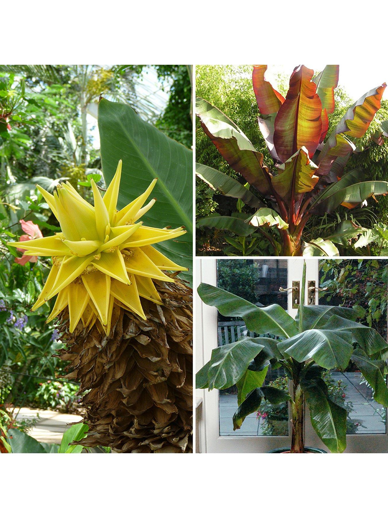 Product photograph of You Garden Architectural Banana Plant Collection 3 Varieties 3 X 1l Pots from very.co.uk